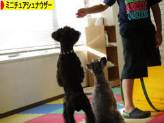 にほんブログ村 犬ブログ ミニチュアシュナウザーへ