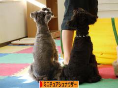 にほんブログ村 犬ブログ ミニチュアシュナウザーへ