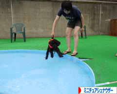 にほんブログ村 犬ブログ ミニチュアシュナウザーへ