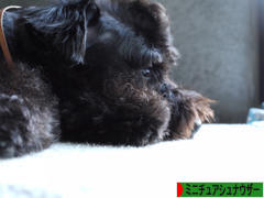 にほんブログ村 犬ブログ ミニチュアシュナウザーへ