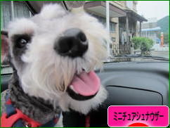 にほんブログ村 犬ブログ ミニチュアシュナウザーへ