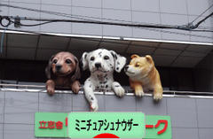 にほんブログ村 犬ブログ ミニチュアシュナウザーへ