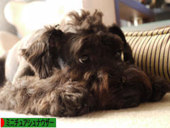 にほんブログ村 犬ブログ ミニチュアシュナウザーへ