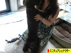 にほんブログ村 犬ブログ ミニチュアシュナウザーへ