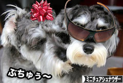 にほんブログ村 犬ブログ ミニチュアシュナウザーへ
