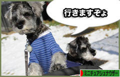 にほんブログ村 犬ブログ ミニチュアシュナウザーへ
