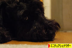 にほんブログ村 犬ブログ ミニチュアシュナウザーへ