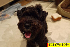 にほんブログ村 犬ブログ ミニチュアシュナウザーへ