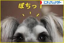 にほんブログ村 犬ブログ ミニチュアシュナウザーへ