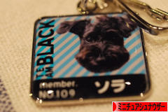 にほんブログ村 犬ブログ ミニチュアシュナウザーへ