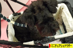 にほんブログ村 犬ブログ ミニチュアシュナウザーへ