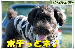 にほんブログ村 犬ブログ ミニチュアシュナウザーへ