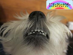 にほんブログ村 犬ブログ ミニチュアシュナウザーへ