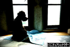 にほんブログ村 犬ブログ ミニチュアシュナウザーへ