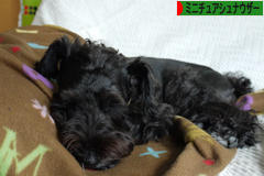 にほんブログ村 犬ブログ ミニチュアシュナウザーへ