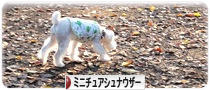 にほんブログ村 犬ブログ ミニチュアシュナウザーへ