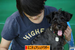 にほんブログ村 犬ブログ ミニチュアシュナウザーへ