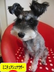 にほんブログ村 犬ブログ ミニチュアシュナウザーへ