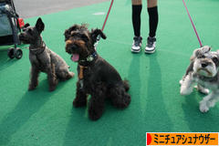 にほんブログ村 犬ブログ ミニチュアシュナウザーへ