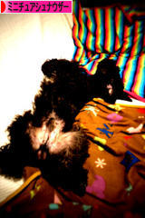 にほんブログ村 犬ブログ ミニチュアシュナウザーへ