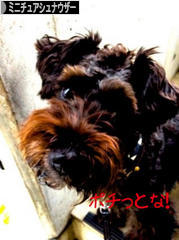 にほんブログ村 犬ブログ ミニチュアシュナウザーへ