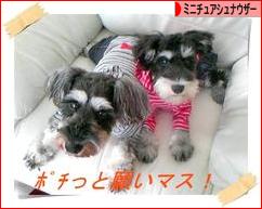 にほんブログ村 犬ブログ ミニチュアシュナウザーへ