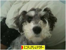 にほんブログ村 犬ブログ ミニチュアシュナウザーへ