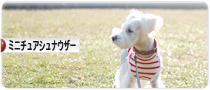 にほんブログ村 犬ブログ ミニチュアシュナウザーへ
