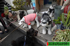 にほんブログ村 犬ブログ ミニチュアシュナウザーへ