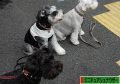 にほんブログ村 犬ブログ ミニチュアシュナウザーへ