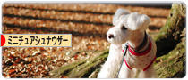 にほんブログ村 犬ブログ ミニチュアシュナウザーへ