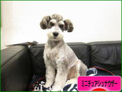 にほんブログ村 犬ブログ ミニチュアシュナウザーへ