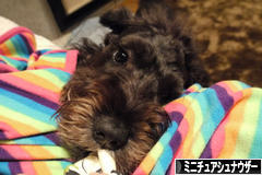にほんブログ村 犬ブログ ミニチュアシュナウザーへ