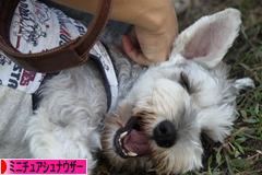 にほんブログ村 犬ブログ ミニチュアシュナウザーへ