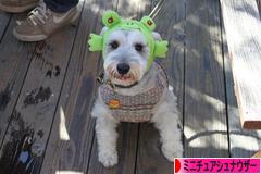 にほんブログ村 犬ブログ ミニチュアシュナウザーへ