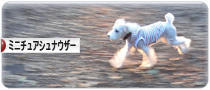 にほんブログ村 犬ブログ ミニチュアシュナウザーへ