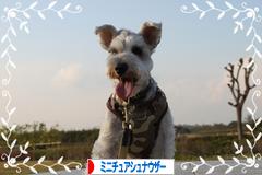 にほんブログ村 犬ブログ ミニチュアシュナウザーへ