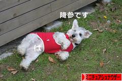 にほんブログ村 犬ブログ ミニチュアシュナウザーへ