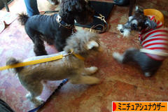 にほんブログ村 犬ブログ ミニチュアシュナウザーへ