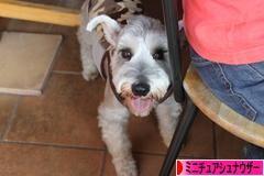 にほんブログ村 犬ブログ ミニチュアシュナウザーへ