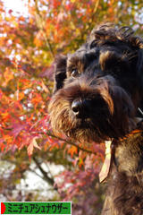 にほんブログ村 犬ブログ ミニチュアシュナウザーへ