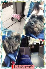 にほんブログ村 犬ブログ ミニチュアシュナウザーへ