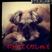 にほんブログ村 犬ブログ ミニチュアシュナウザーへ
