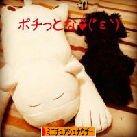 にほんブログ村 犬ブログ ミニチュアシュナウザーへ