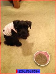 にほんブログ村 犬ブログ ミニチュアシュナウザーへ