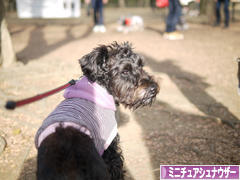 にほんブログ村 犬ブログ ミニチュアシュナウザーへ