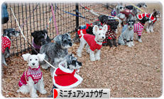 にほんブログ村 犬ブログ ミニチュアシュナウザーへ