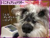 にほんブログ村 犬ブログ ミニチュアシュナウザーへ