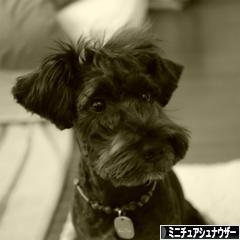 にほんブログ村 犬ブログ ミニチュアシュナウザーへ