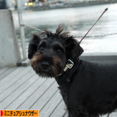 にほんブログ村 犬ブログ ミニチュアシュナウザーへ